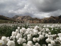 Tapeta National Geographic 700.jpg